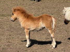 Registered miniature Shetland colt foals