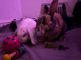 2 Girl mixed breed rabbits
