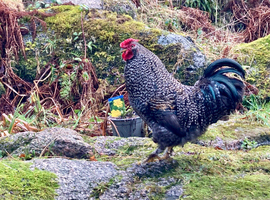 Bantam cockerel (Silkie cross), 8 months old