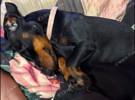 Miniature dachshund female black and tan