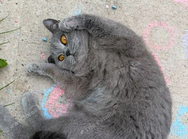 9 beautiful British shorthairs