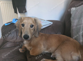 Longhair daschund puppy