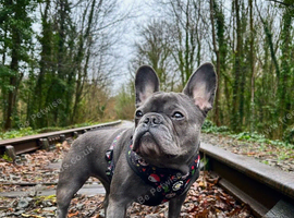 Beautiful female frenchie