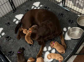 Beautiful Labrador puppies