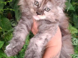 Pedigree Maine Coon kittens