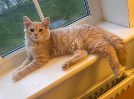 Loving Home Needed for a Beautiful MAINE COONE X 6-Month-Old Ginger Boy