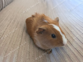 Male guinea pigs