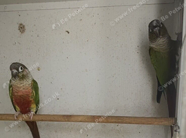 Breeding pair conures