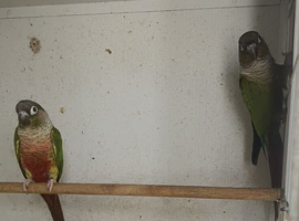 Breeding pair of conures