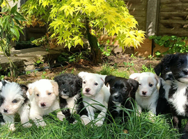 Staffy x collie x cockerpoo