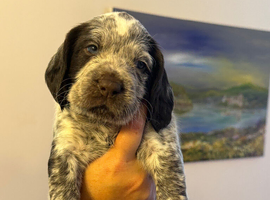 Beautiful sprointer pups