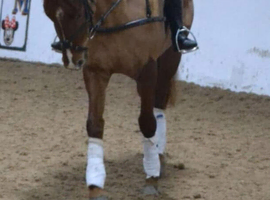 7yo ISH Chestnut Mare &ndash; Castlecomer Q Lines &ndash; Talented, Kind & Versatile   POA &ndash; Photos & Videos Available  Beautiful 7‑year‑old Irish Sport Horse mar
