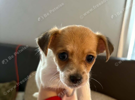 Jack Russell x chihuahua