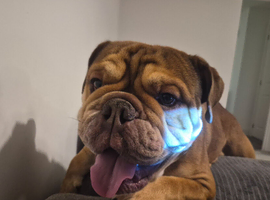 Barkley the British bulldog