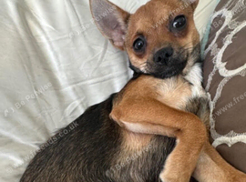Xxs chihuahua girl