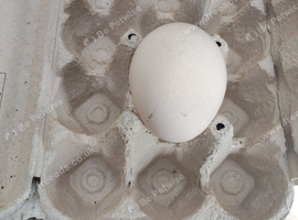 Peafowl eggs
