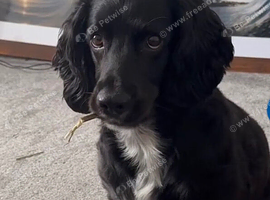 Looking for a loving home️