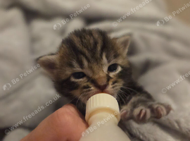 Tabby kitten (girl)