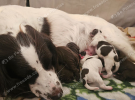 Beautiful puppies 4 sale