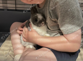Netherland Dwarth Rabbit