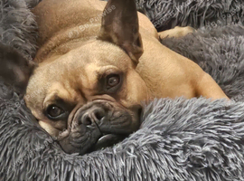 French bulldogs