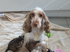 Show type cockapoo puppies DNA clear