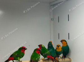 Parrot finch