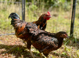 Bantam Gold Laced Wyandotte Pair