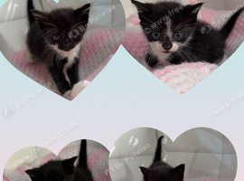 Kittens ready in 2 weeks