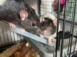 Two female fancy rats