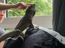 Rhino iguana