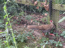 Silver Pheasant Hen