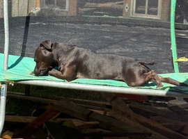 Two dogs for rehomeing