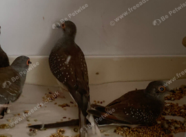 Dimond doves