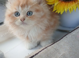Maine coon persain