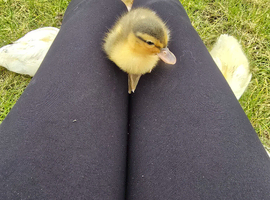 Duckling of different ages available