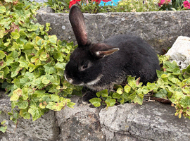 Gorgeous friendly bunny searching for a home