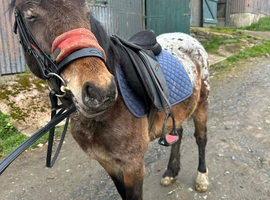 British Spotted Horse for sale!