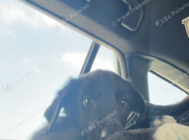 puppy for sale !!