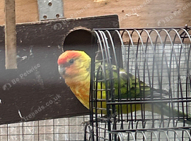 Two hybrid birds looking for new home