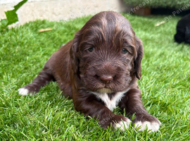 4 showtype cocker spaniel puppies