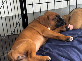 Champion breed boxer puppies