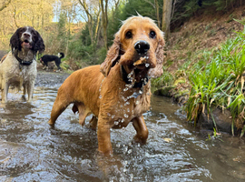 Pooches and Puddles