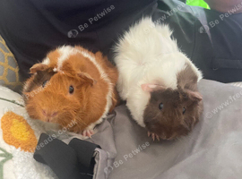 Two female guinea pigs