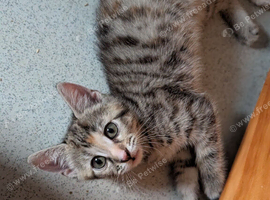 Kitten's