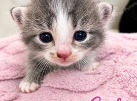 4 Adorable Mixed-Breed Kittens &mdash; 2 Girls & 2 Boys