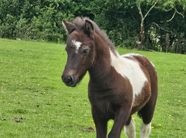Registered shetland colt foal