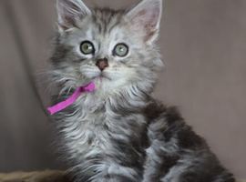 5 beautiful mainecoon kittens available
