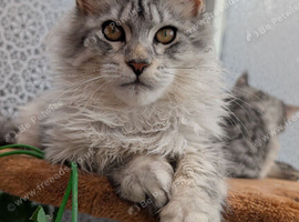 Maine coon kittens