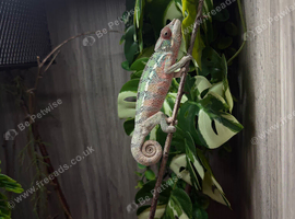 Panther chameleon